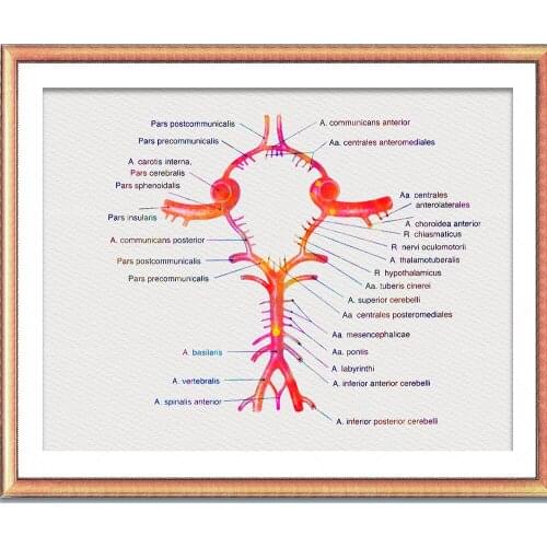 Arterial Brain Circle Poster Art Print Circle Brain Art Brain Circulatory System Medical Art Deco Art Poster
