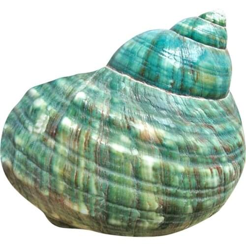 Promotion! 10CM Green Turbo Natural Rare Real Sea Shell Conch Stunning Healing Decor Ocean 1Pcs