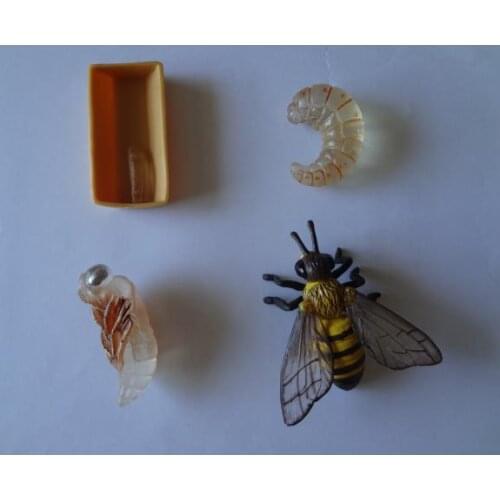 Pvc figure Genuine simulation model toy bee life cycle set