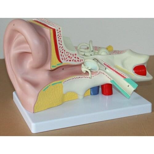 Ear anatomy the inner ear labyrinth model human auditory system model ENT human model 21*32*13cm