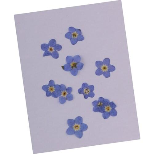 50 Pieces Pressed Real Forget-me-not Dried Flower for Jewelry Making DIY