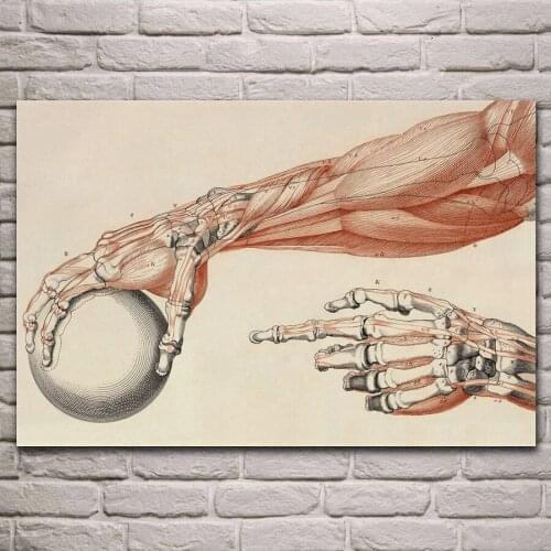 Anatomy art hand muscle fabric poster living room home wall decorative canvas silk art print KJ196