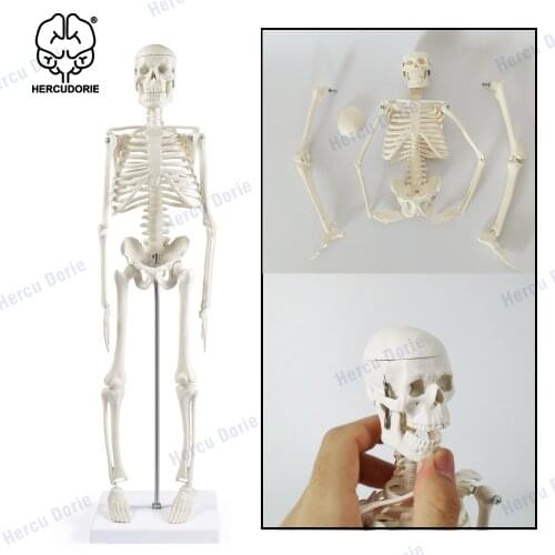 Human Skeleton Model for Anatomy,45cm-Human Skeleton Model with Movable Arms and Legs,Scientific Model for Study Basic Detail