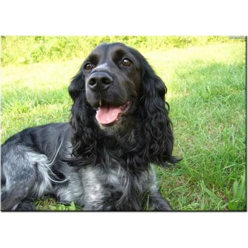 Cocker spaniel diamond mosaic animal dog pet 5d diy diamond painting puppy picture of rhinestones cross stitch room decorZP-3399