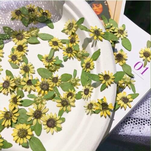 60pcs Pressed Dried Mini 1-2cm Sunflower Flowers Plant Herbarium For Jewelry Postcard Invitation Card Phone Case Bookmark DIY