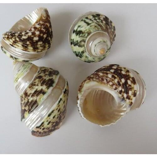 10pcs Natural Conch Shell Home Decoration Landscaping Platform Home Mediterranean