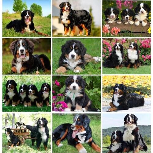 New arrival Diamond painting embroidery Puppy Bernese Mountain Dog crystal beads 5d cross stitch kits handwork animal mosaic art