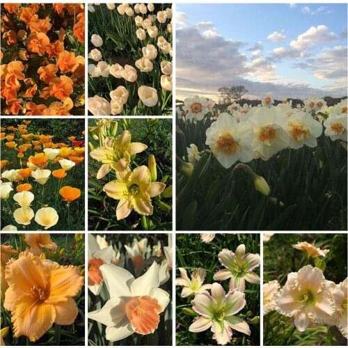 5D DIY Diamond Painting Flower Field Landscape Painting Rhinestone Mosaic Home Exquisite Handmade Decoration Can Be Customized