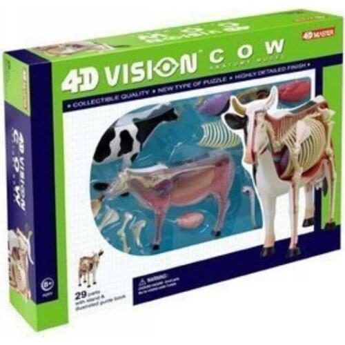 Assembled toys animal model cattle/cow anatomical model science educational model