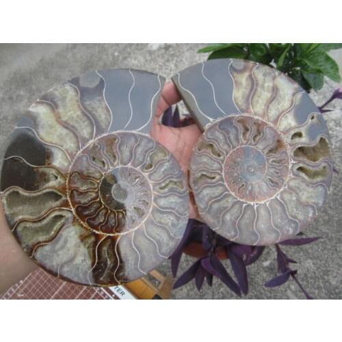 1465g(3.22 lb) 1 Pair Half Cut Ammonite Shell Fossil Specimen Madagascar