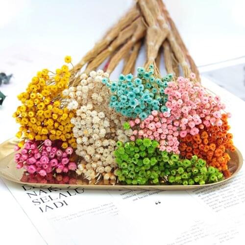 50Pcs INS Photography Ornaments Natural Dried Flowers Decorative Dry Flower Photography Home Decor Photo Backdrop Decoration