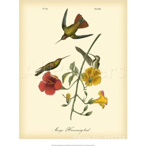 Animal paintings of John James Audubon Mango Hummingbird Hand painted canvas art High quality