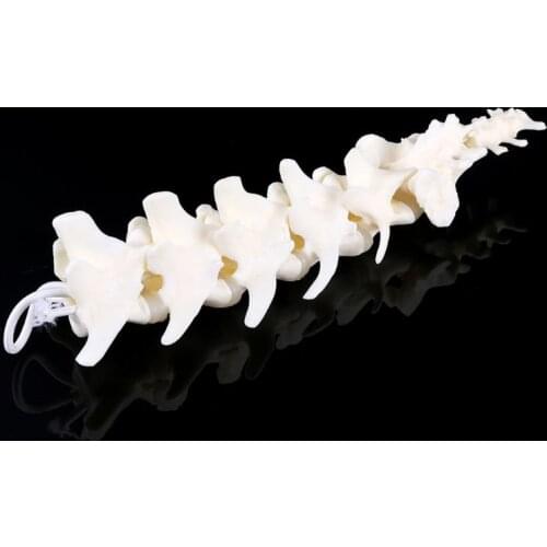 Dog Canine Lumbar Vertebrae with Coccyx Model Aid Teaching Anatomy Display Study 746D