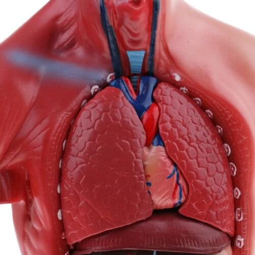 28cm Head Skull Hand Ear Heart Brain Anatomical Study Model