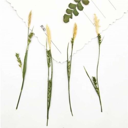 2021 Carex Pressed flower For DIY Pressing Desk Lamp Decoration free shipment 100pcs