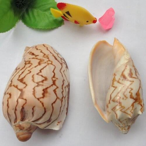 HappyKiss 2pcs/ lot Natural conch shell scenery of snail 6 - 10 fish tank aquarium yangtz home decoration