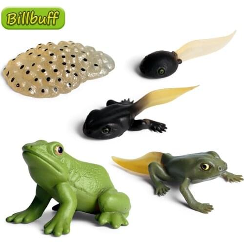 5pcs New Simulation Animals Growth Cycle Frog Life Cycle Figures Plastic Models Action Figures Educational Toy for children Gift