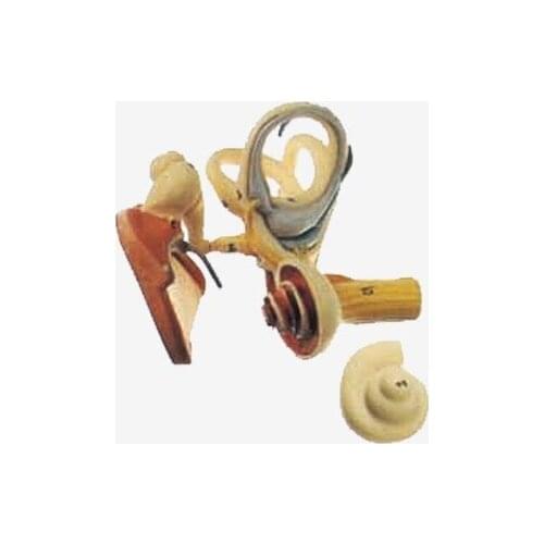 Model of small bone and tympanic membrane of inner ear Otolaryngology doctor-patient communication model 4X 18*17*17.5cm