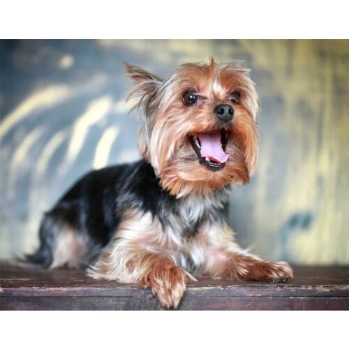 DIY Home Decoration Diamond Animal Yorkshire Terrier Dog 5D Childrens Gift Diamond Painting Diamond Handmade Mosaic Easter Gift