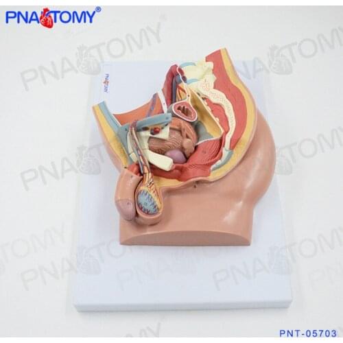 Medical male genitourinary system Pelvic structure Andrology anatomical model the prostate in the median sagittal se