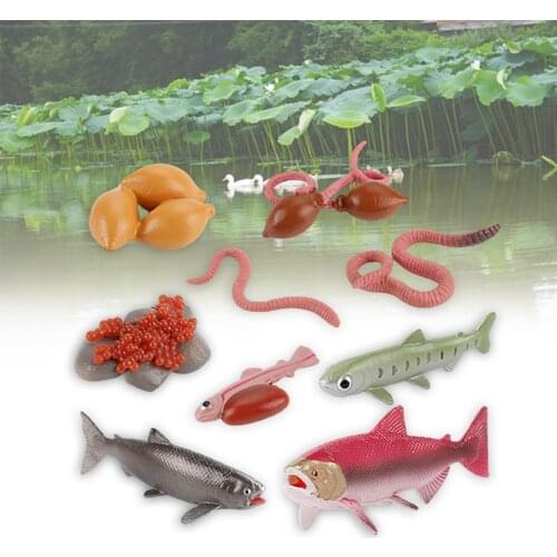 Insect Life Circle Model Figure Educational Toy Kids Gift Decoration Ornament