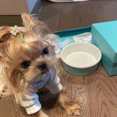 Pet Dog or cat Bowl Kitten Food Water Feefer Dogs Cats Drinking Dish Feeder For Pet Supplies Feeding Bowls