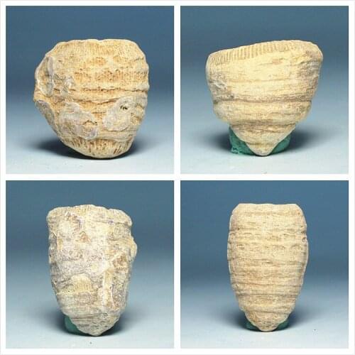 Madagascar natural cut coral stone petrochemical monomers original coral teaching specimens of fossils