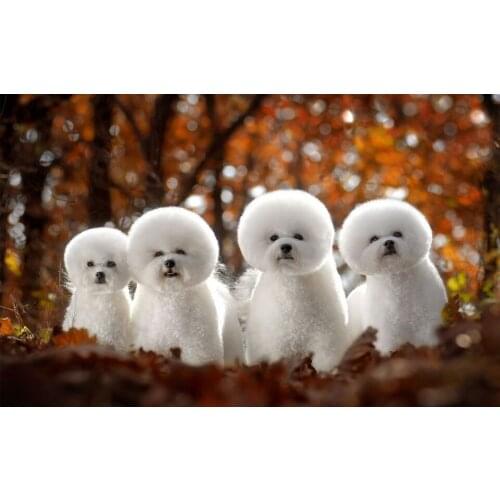 5d Diy Diamond Painting White Dog Square/round Diamond Embroidery Animal Diamond Mosaic Cross Stitch Kit Home Decoration