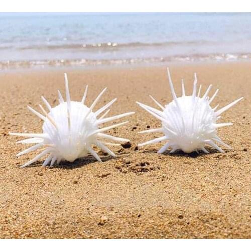 7-11cm Natural Sea Chrysanthemum Clam, Thorny Thousand Shell, Marine Hand Chrysanthemum Collectible Specimen White Conch