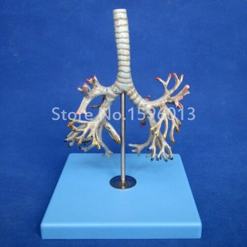 Vivid Anatomical bronchial tree model, human anatomical model