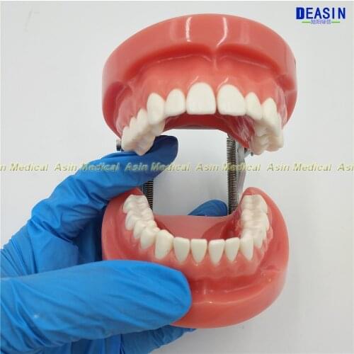 Dental All teeth Removable Standard Teeth Tooth Model 28 pcs teeth student learning model D