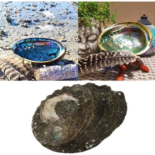 Polished Natural Abalone Shells Seashell Home Landscape Aquarium Decor Soap Holder Craft Handmade Pacific