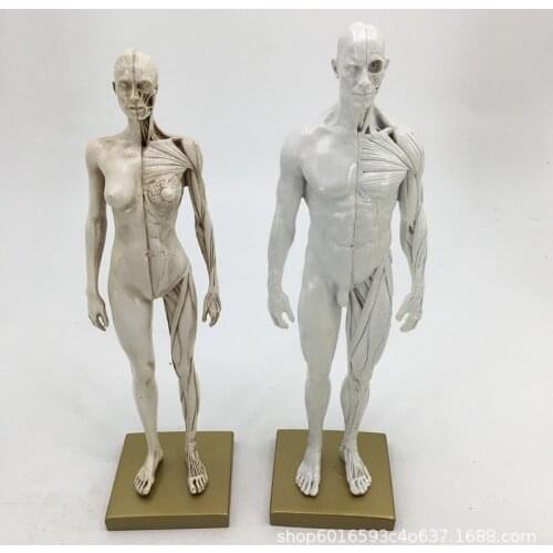 30cm White Human Anatomical Model Human Body Muscle Skeleton Artist Drawing Manikin Medical Teaching Appliance