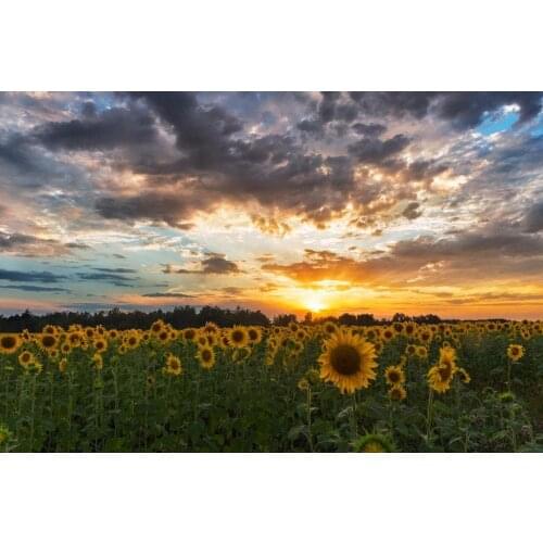 JMINE Div 5D sunflower sunset Full Diamond Painting cross stitch kits art High Quality Scenic 3D paint by diamonds