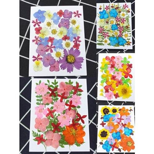 1Set Mixed Pressed Dried Leaves Flower Herbarium For Bookmark Prop Jewelry Face Make Up Invitation Card Phone Case DIY
