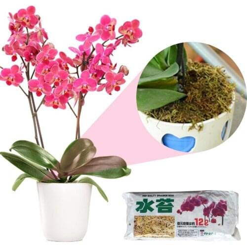 Moss Dry Moss Water Grass Phalaenopsis Potted Special Care Home Bonsai Flower Soilless Cultivation Substrate