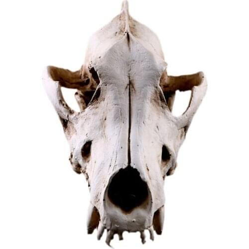 LUDA Creative Resin Jackal Skull Replica Replica Teaching Skeleton Model Wolf Skull Decor