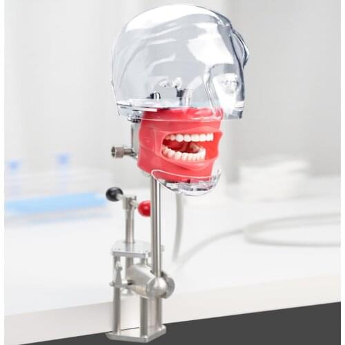 1pcs Head Model Dental Simulator Teeth Model Can Installed On The Pillow Of The Dental Chair Dentistry Root Canal Teaching Tools