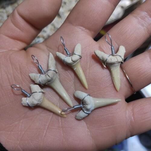 1pcs Beautiful Megalodon Tooth Fossil Shark Teeth