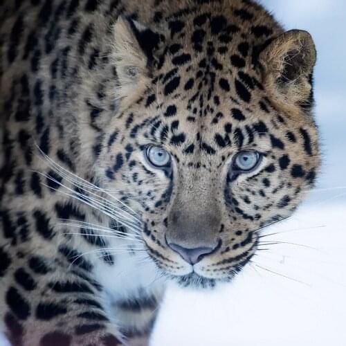 5D Diamond Painting Full Round "Leopard" Picture Of Rhinestones Embroidery Sale Diamond Mosaic Cross Stitch Home Decor