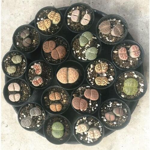 Artificial LITHOPS