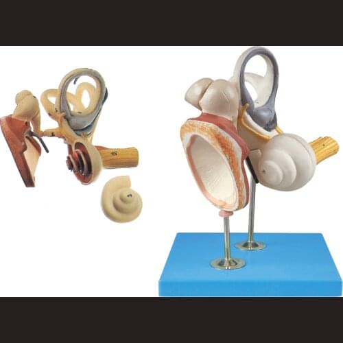 3 Parts Ossicles Tympanic Membrane 4 Times Magnification Model Inner Ear Structure Model Ear Anatomy Model