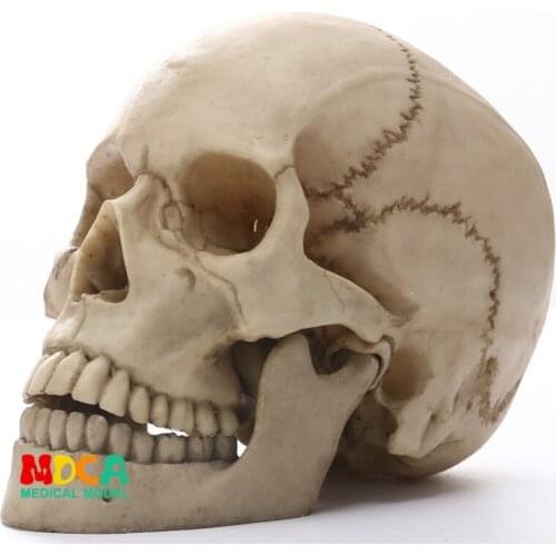 Human.skull model medical simulation teaching equipment resin skull Ornament Gift YTTG003