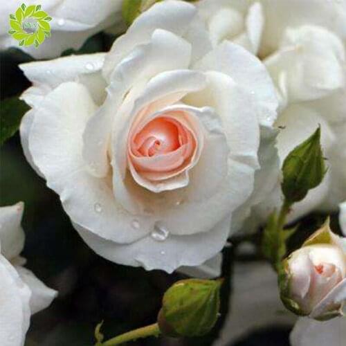 SNA Diamant Painting 5D DIY Diamond Painting Full Square Drill "white rose" Embroidery Cross Stitch gift Home Decor Gift