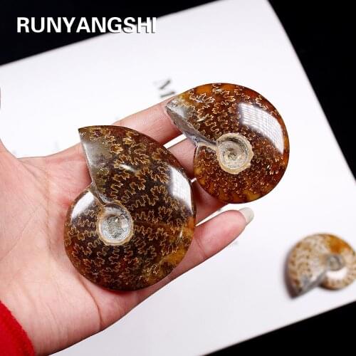 Runyangshi 1pc Natural Conch Fossil Rough Stone Ornaments Ammonite Slices Polished Conch Fossil crystal specimen healing