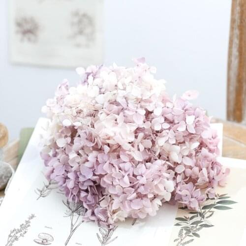 Dried flower Purple white gradient 20G DIY material Grade A Anna Folium Hydrangea polychrome wedding decoration table