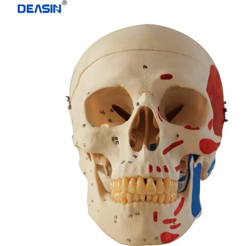 1pcs Skull Model Extraoral Model Dental Tooth Teeth Dentist Anatomical Anatomy Model