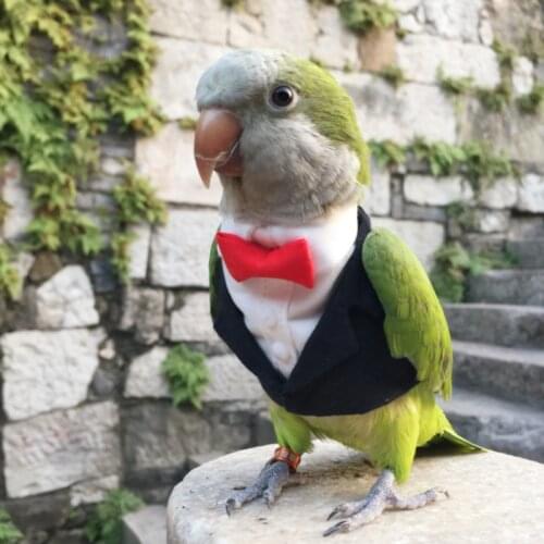 Parrot Clothes Original Hand-made Custom Bird Clothes Cute Suit Blazers For Cockatiel Sun Parakeet Monk Parakeet Macaw Cockatoo