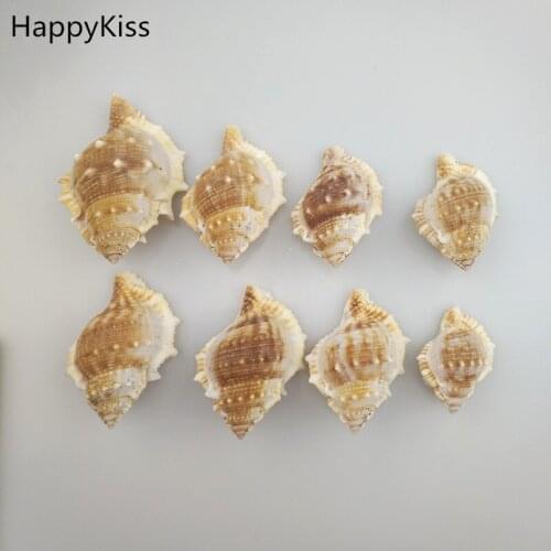 HappyKiss 10 pcs natural Real Drapery toys Great for weddings or asymmetry party sea shells conch natural crafts sea star