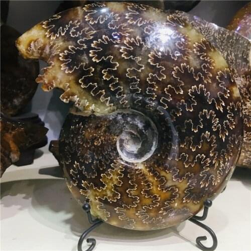 AA++ Natural AMMONITE PRETTY NAUTILUS MADAGASCAR FOSSIL SPECIMEN HEALING free shipping